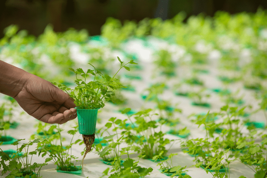 Hydroponics Farming